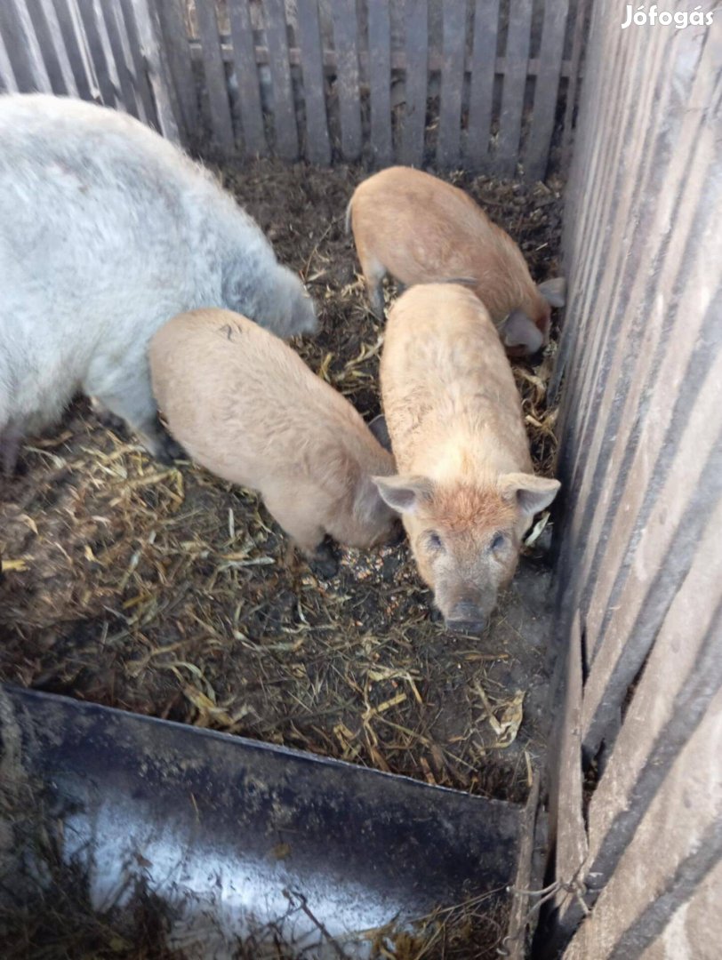 Mangalica malac