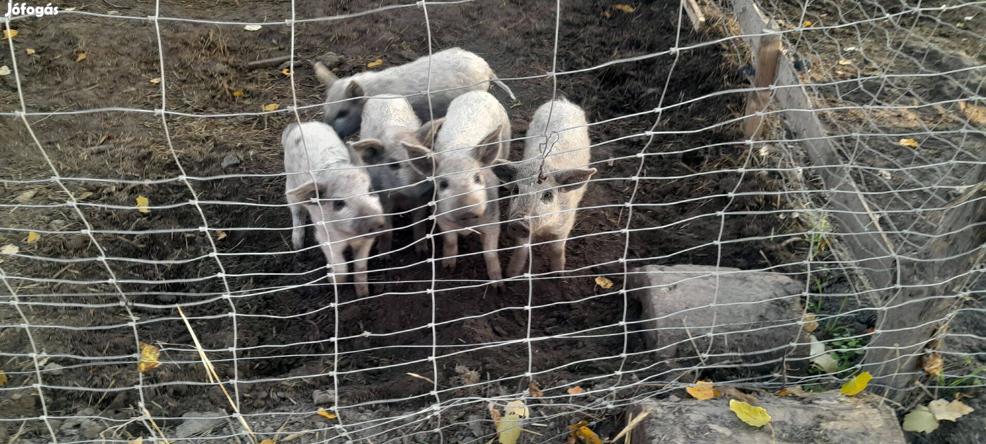 Mangalica malac