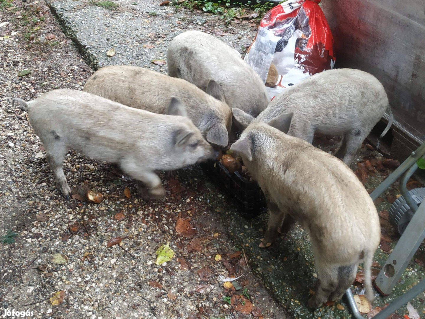 Mangalica malac, szabadon tartott, 20 kg-s