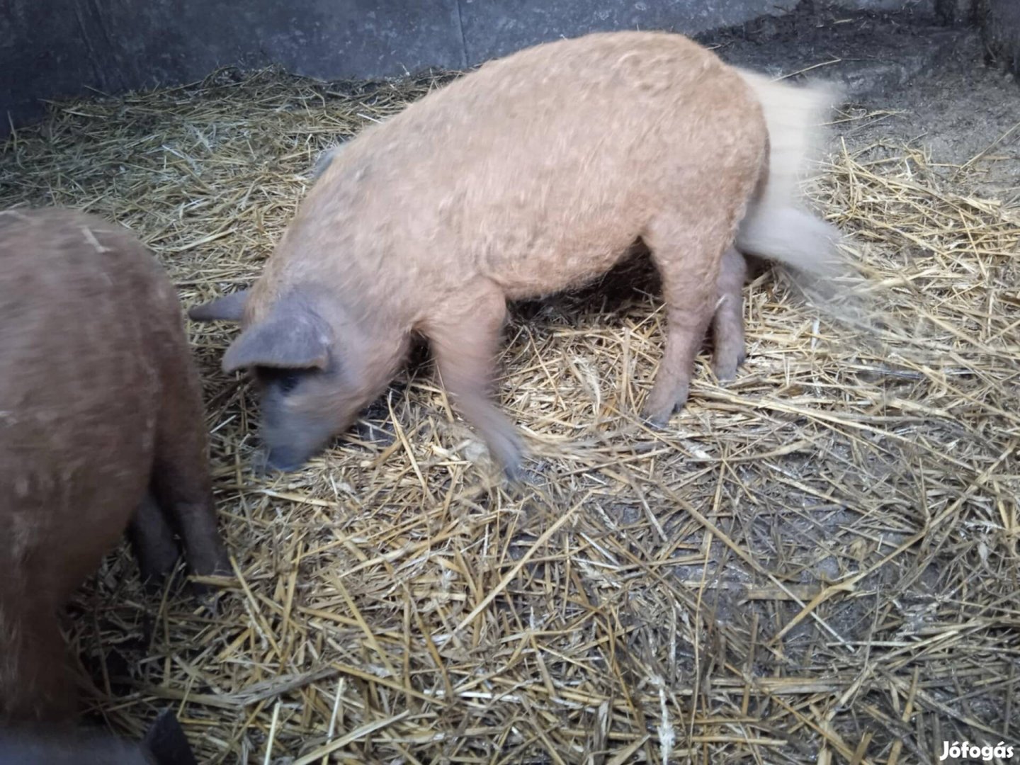 Mangalica malac eladó Gárdony