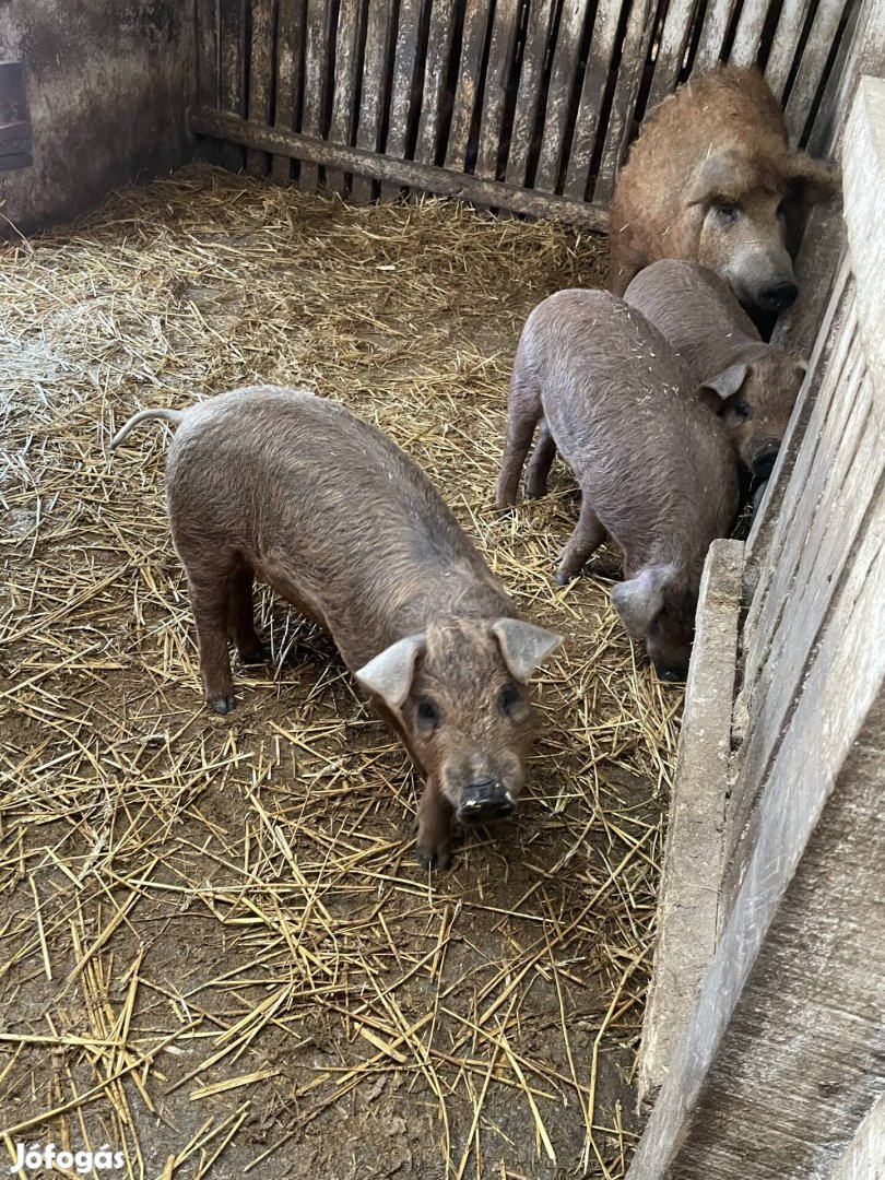 Mangalica malac eladó 