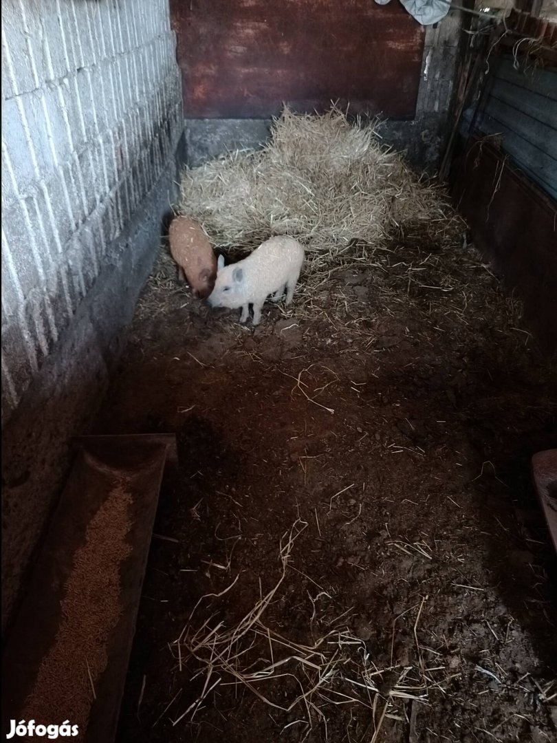 Mangalica malac eladó!