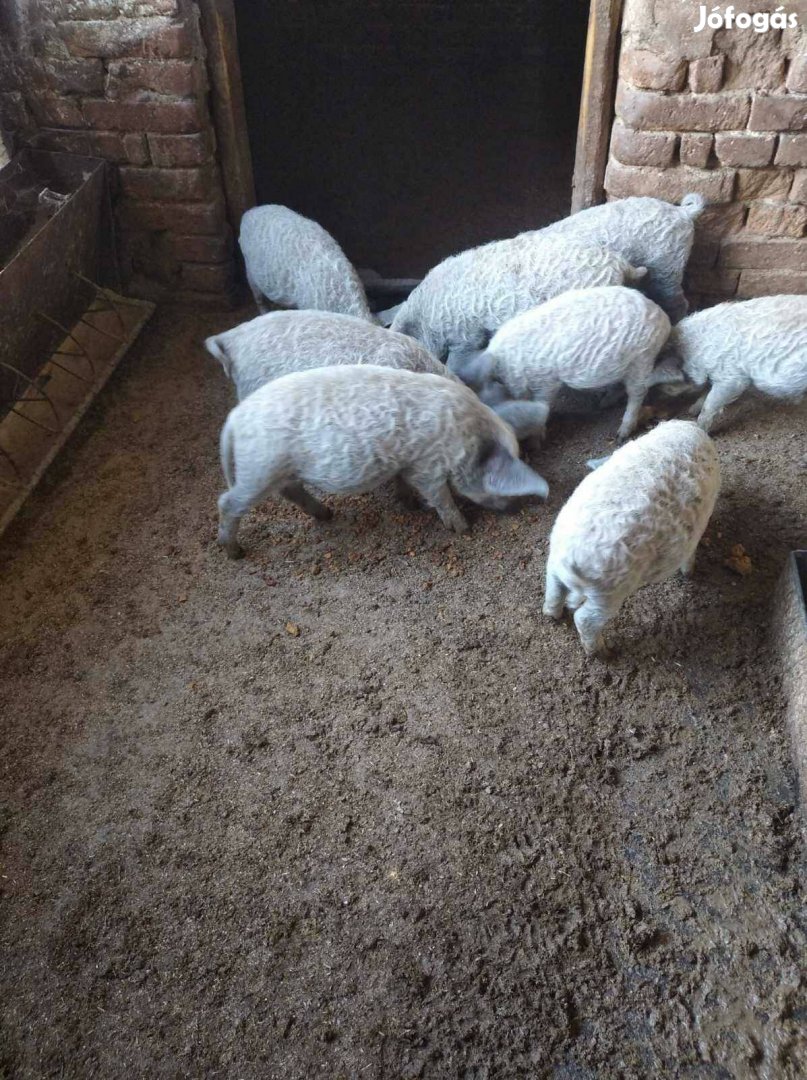 Mangalica malac eladó !