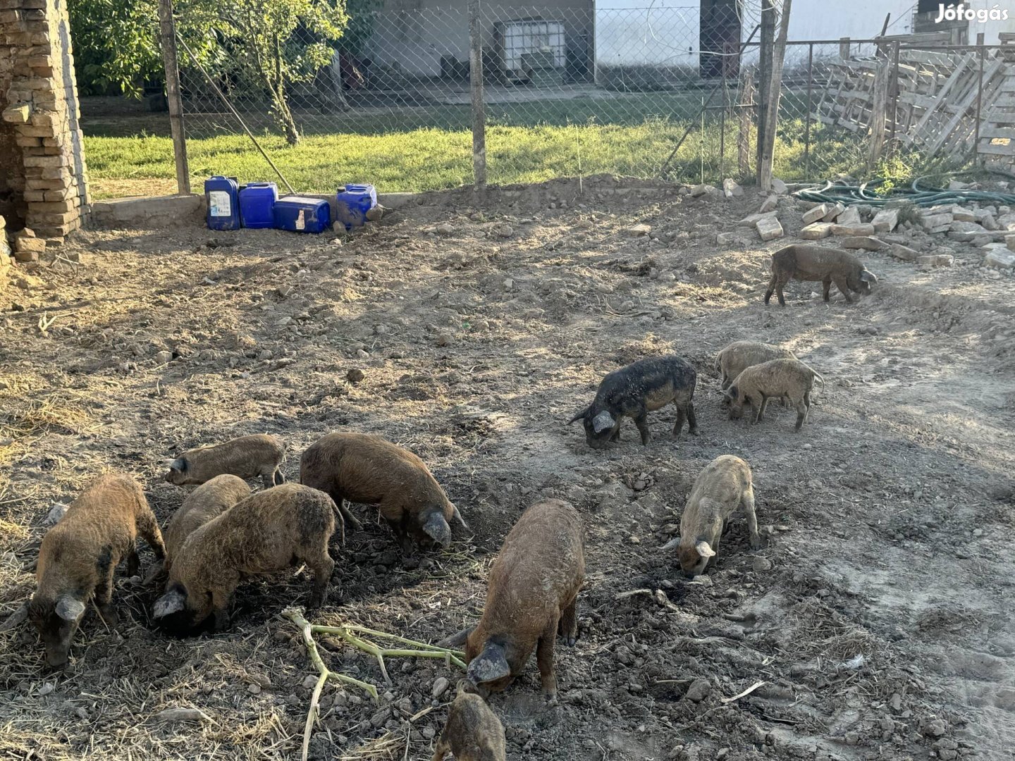 Mangalica malac,hízó,kan