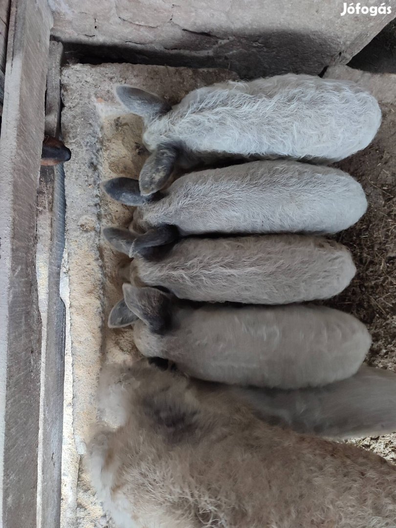 Mangalica malac sertés eladó 