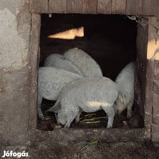 Mangalica malac süldő sertés eladó