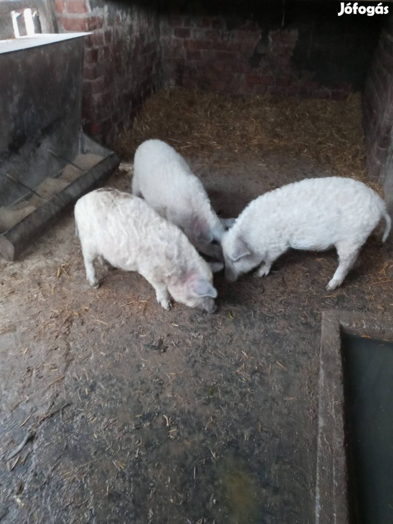 Mangalica malacok