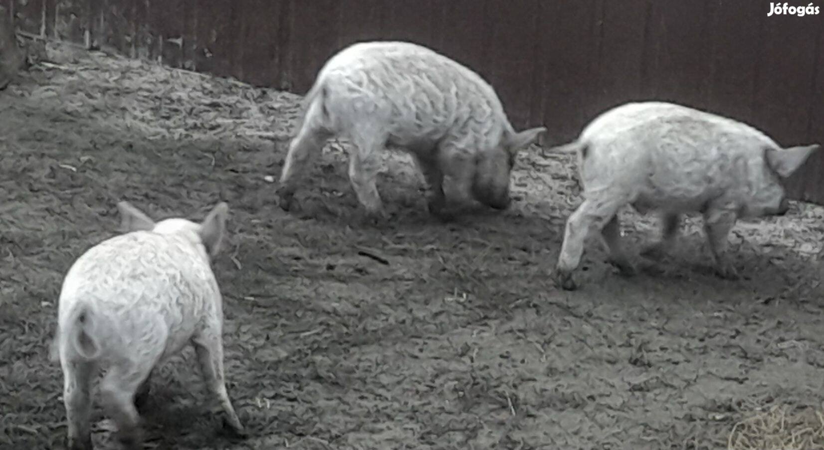 Mangalica malacok