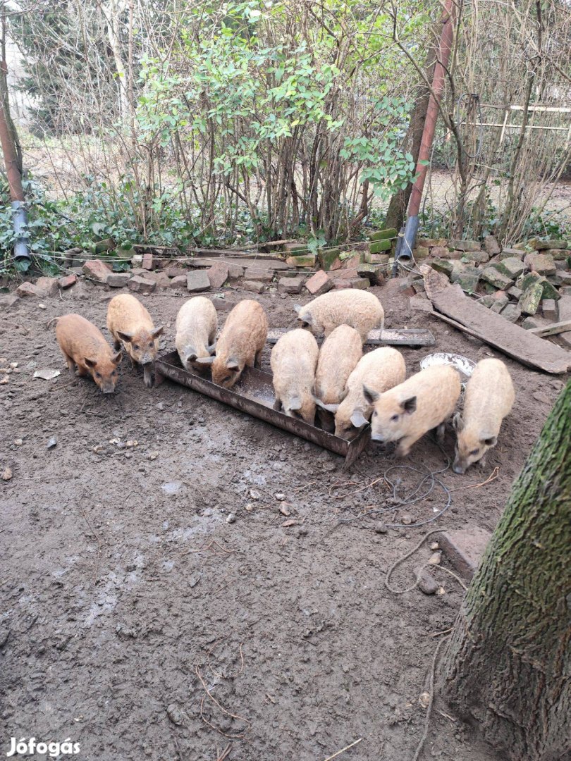 Mangalica malacok