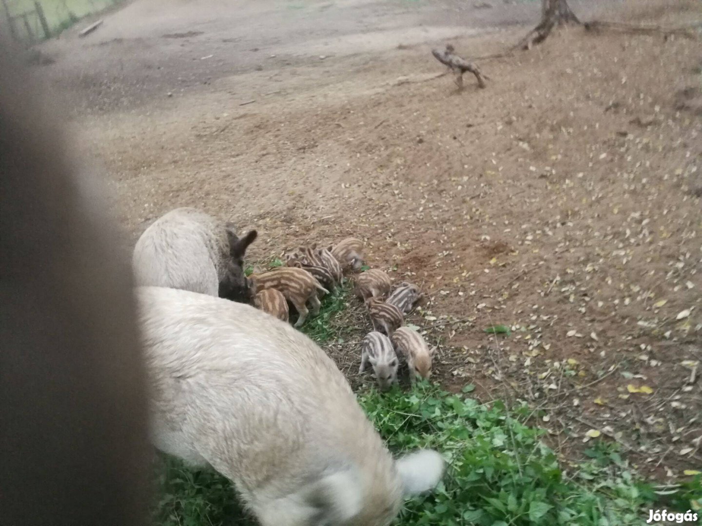 Mangalica malacok