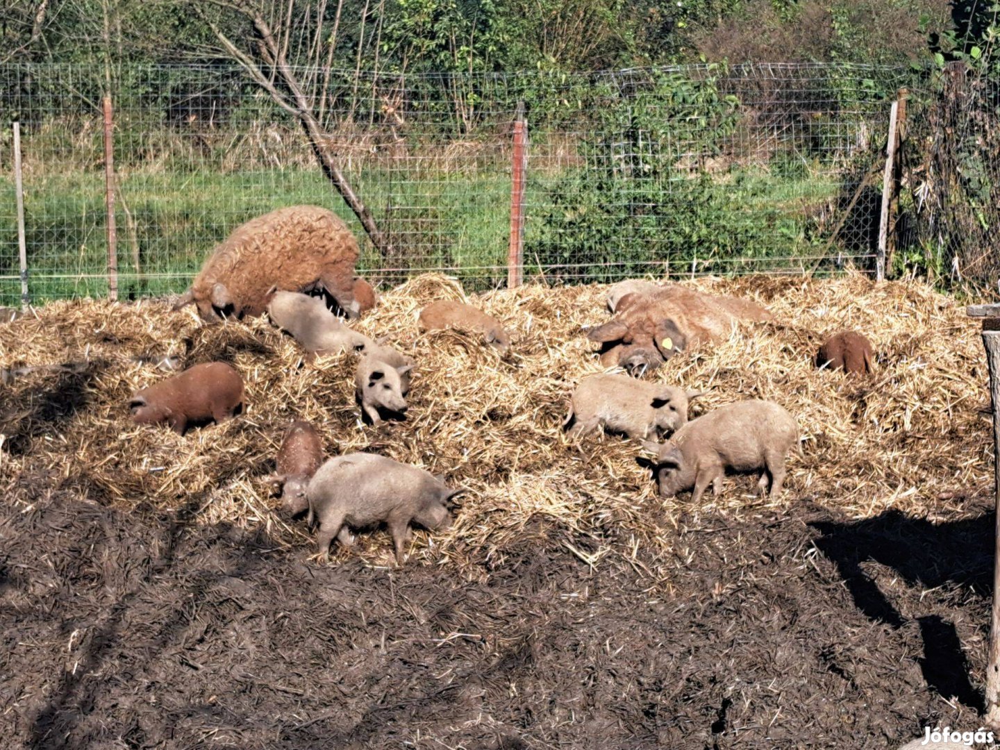 Mangalica malacok