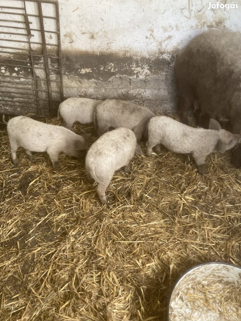 Mangalica malacok!