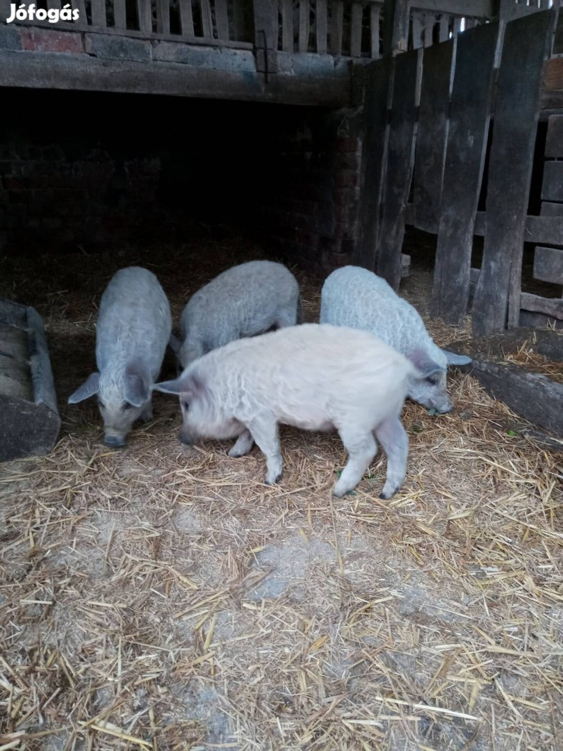 Mangalica malacok eladóak