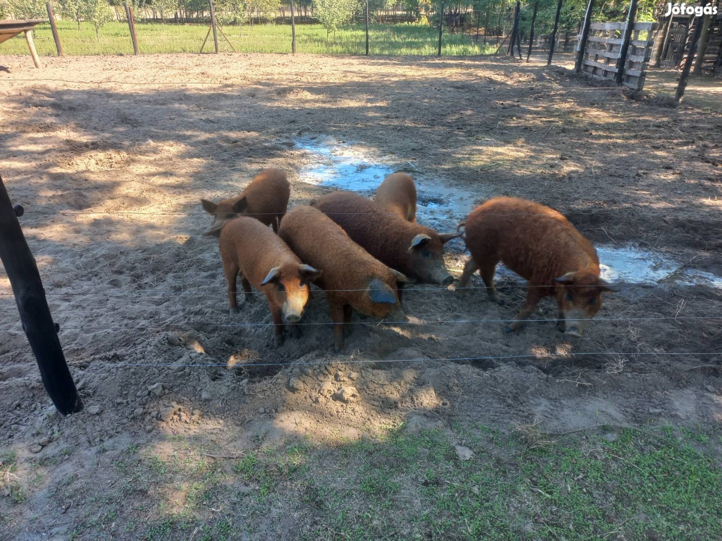 Mangalica malacok eladók