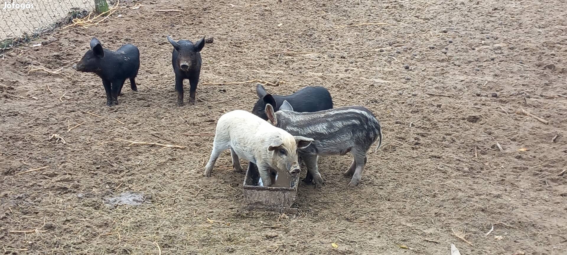 Mangalica malacok eladók 