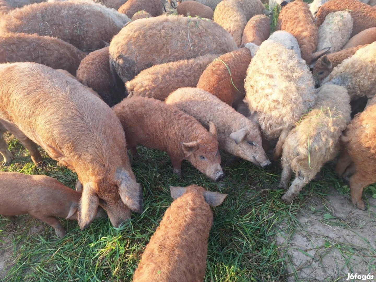 Mangalica malacok és süldők