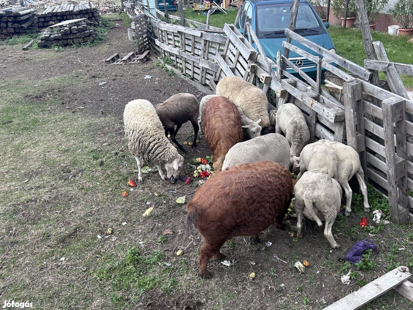 Mangalica sertés