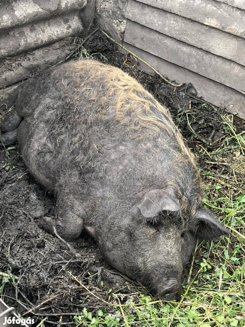 Mangalica sertés 