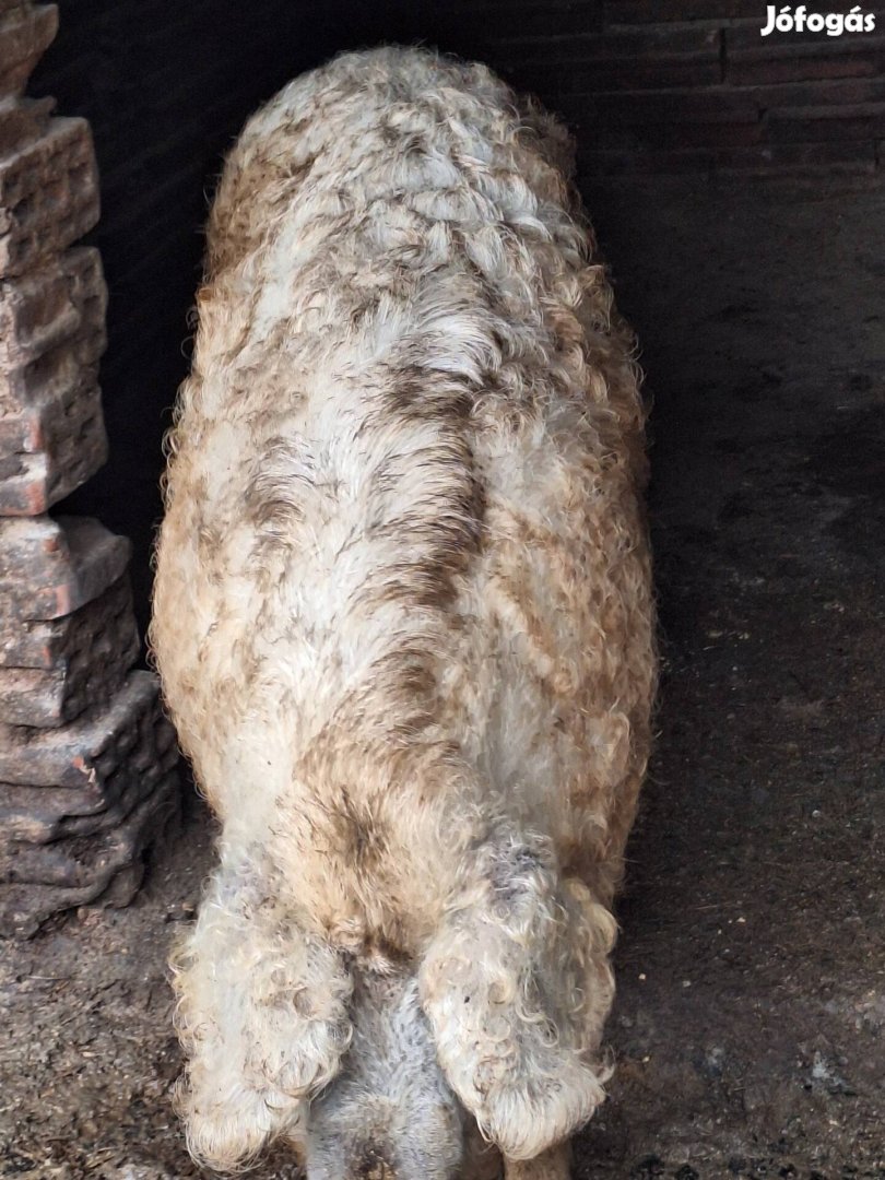 Mangalica sertés 