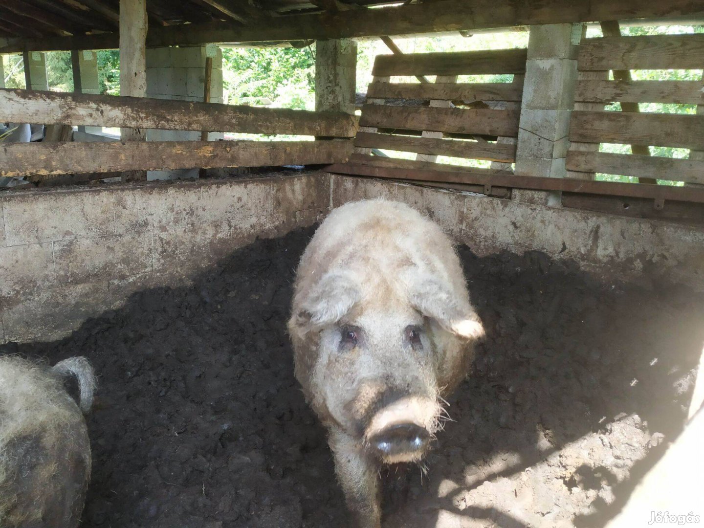 Mangalica sertés kan 4 éves eladó