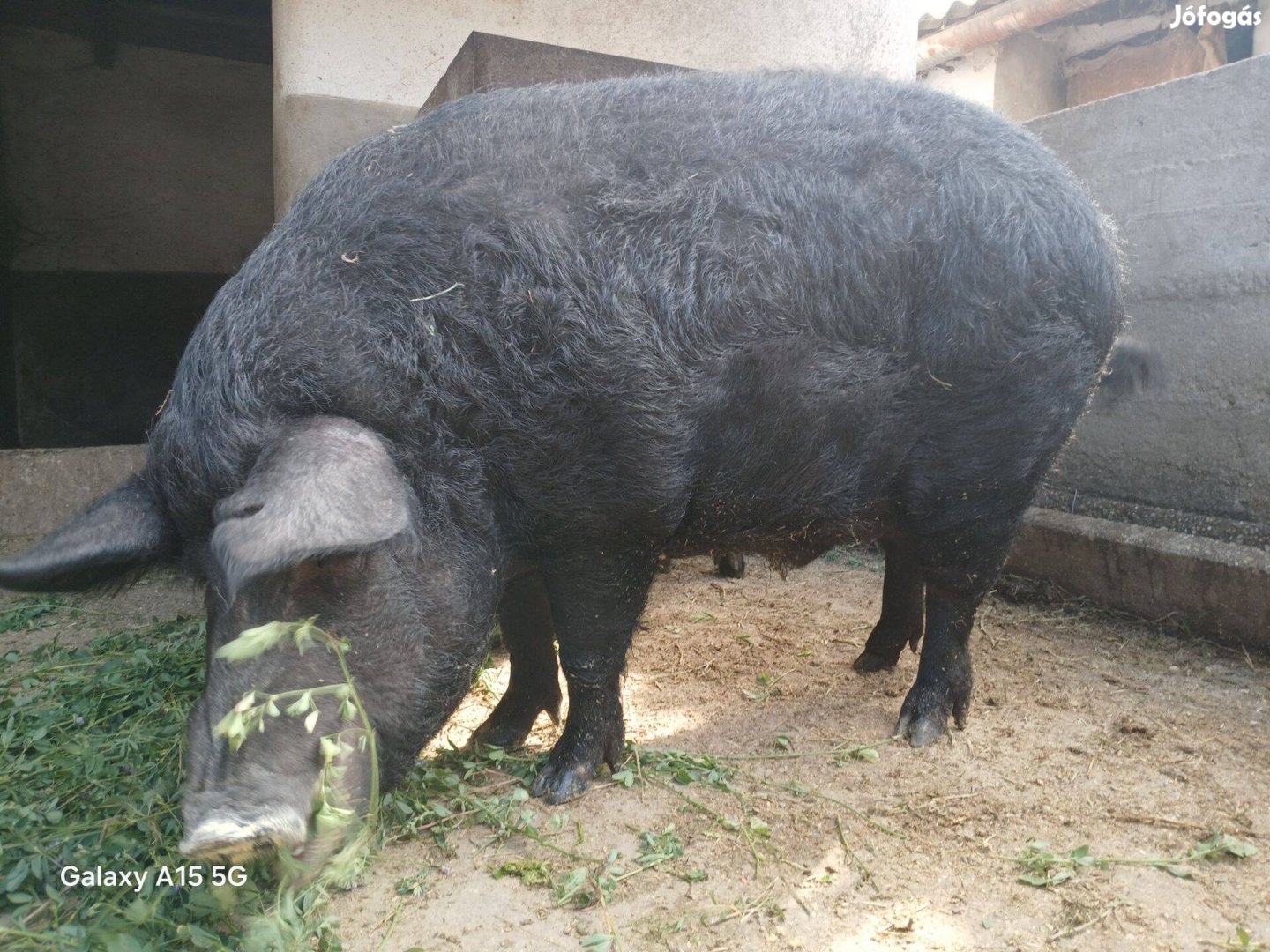 Mangalica sertések eladók