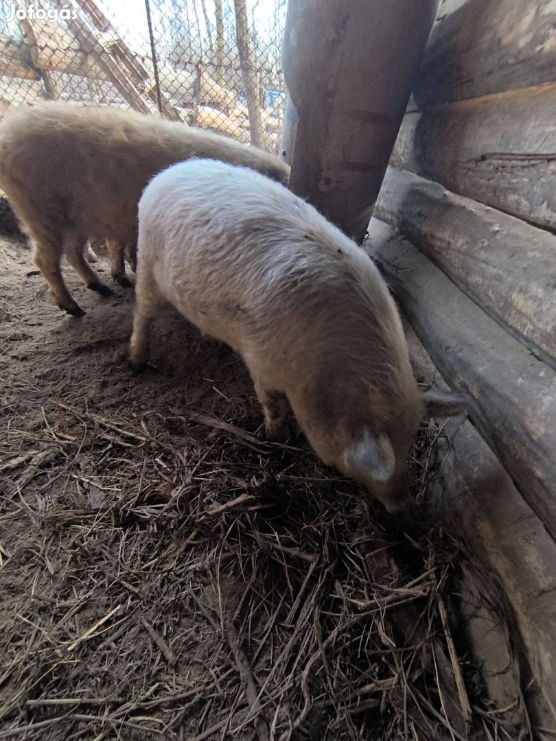 Mangalica südők költöznének