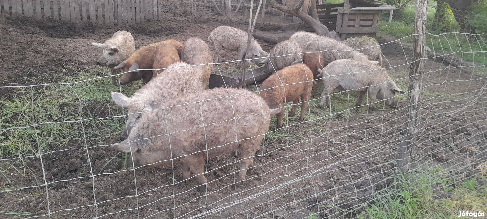Mangalica süldő