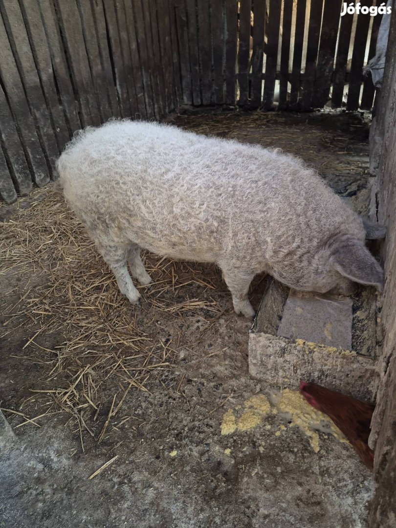 Mangalica süldő