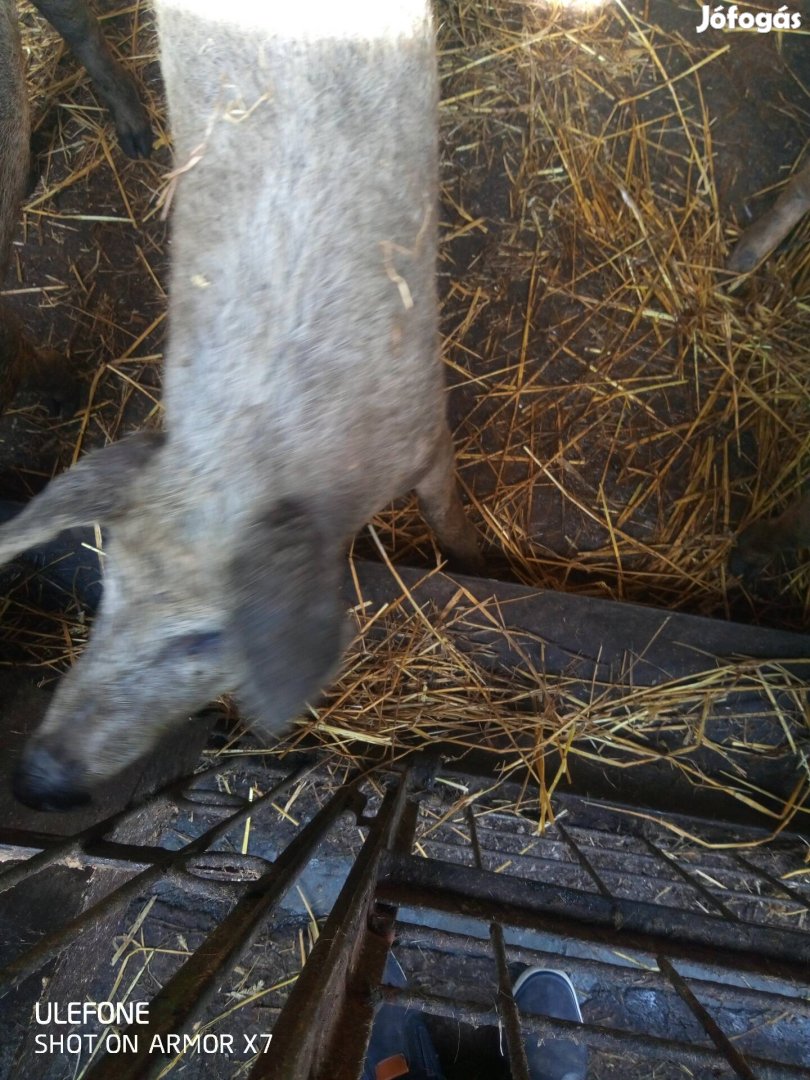 Mangalica süldő eladó.