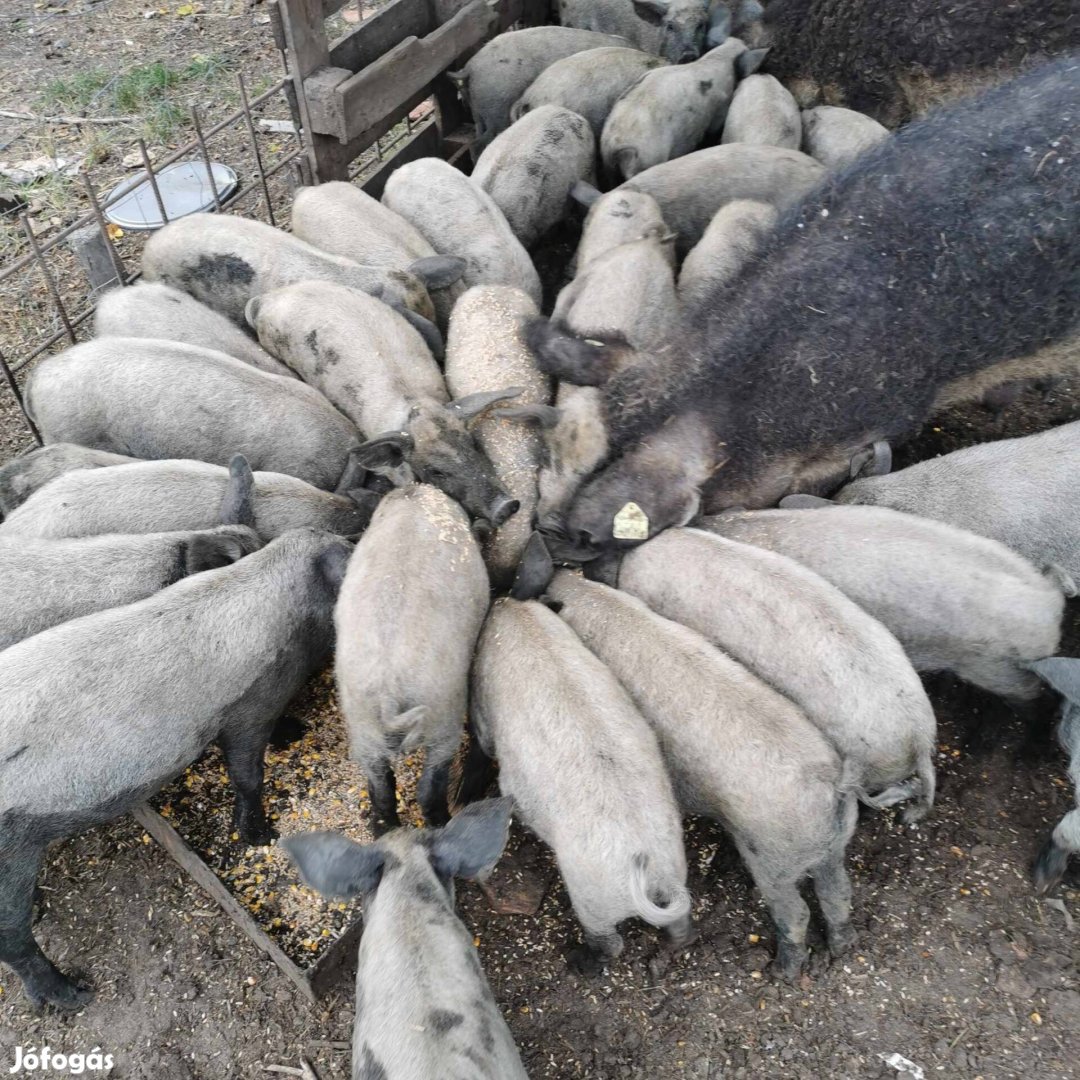 Mangalica süldő malac