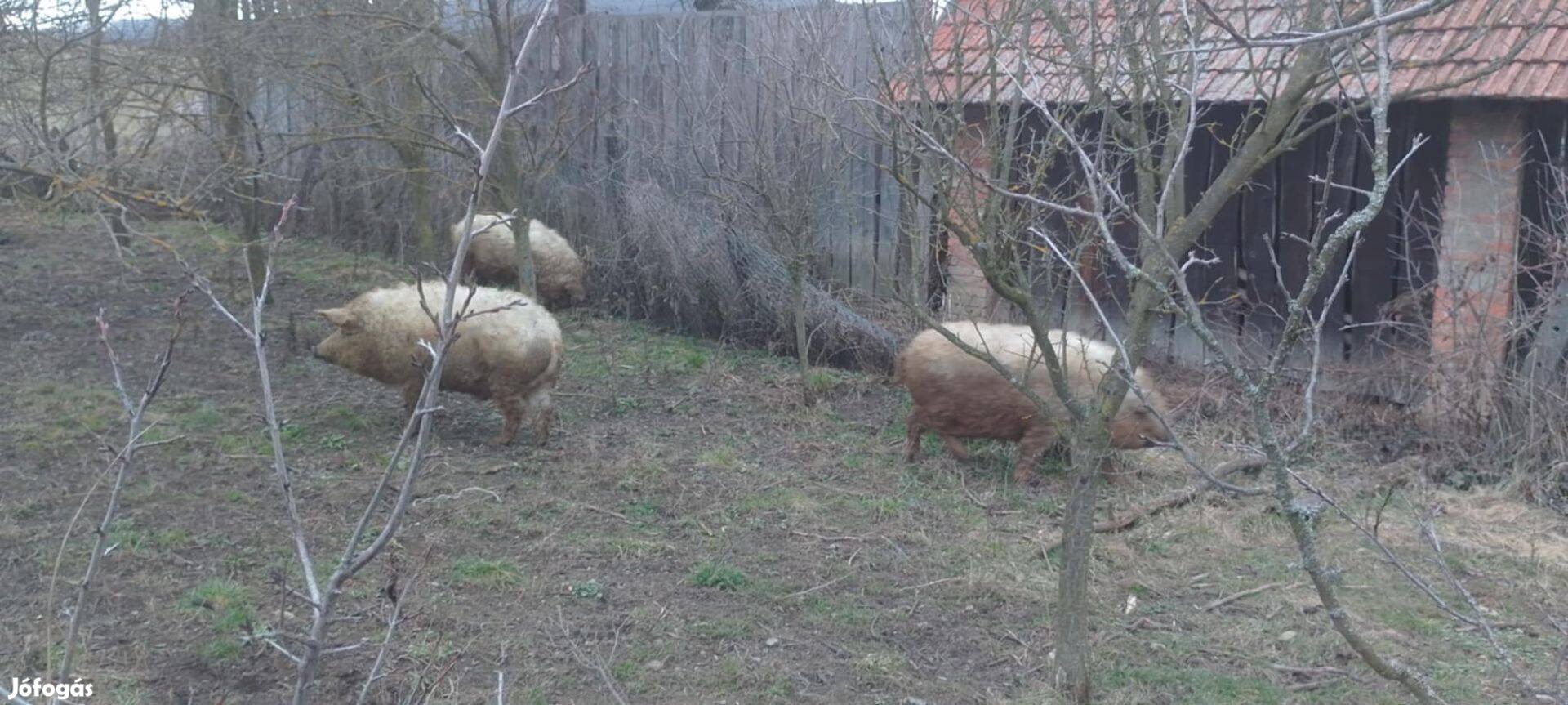 Mangalica süldők