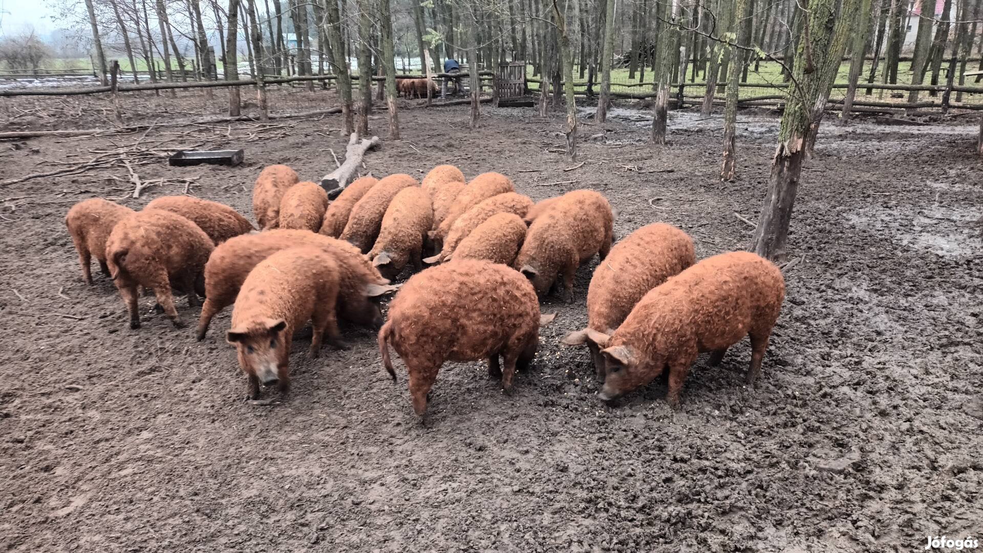 Mangalica süldők