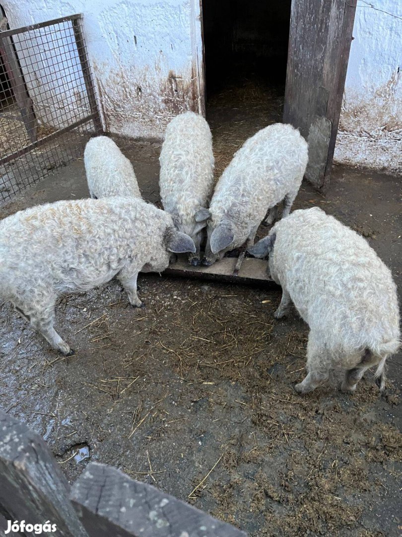 Mangalica süldők