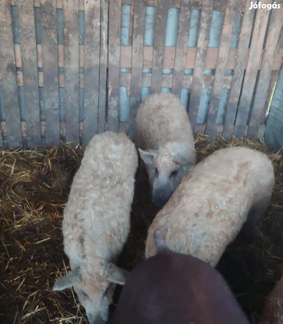 Mangalica süldők !