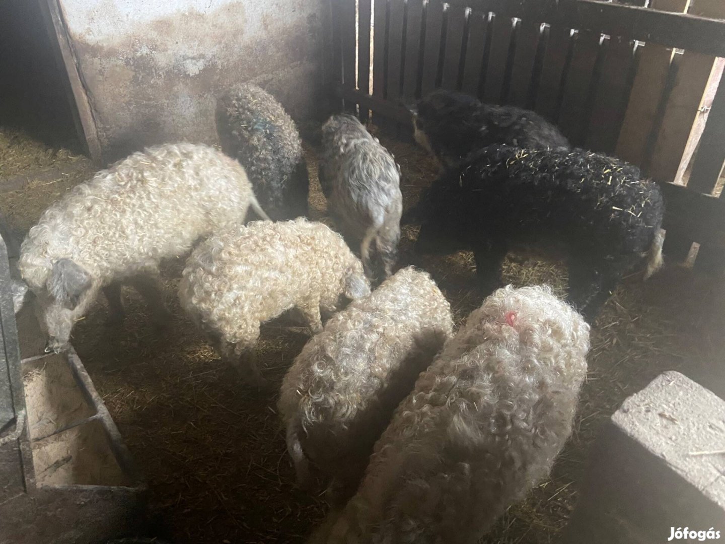 Mangalica süldők eladók