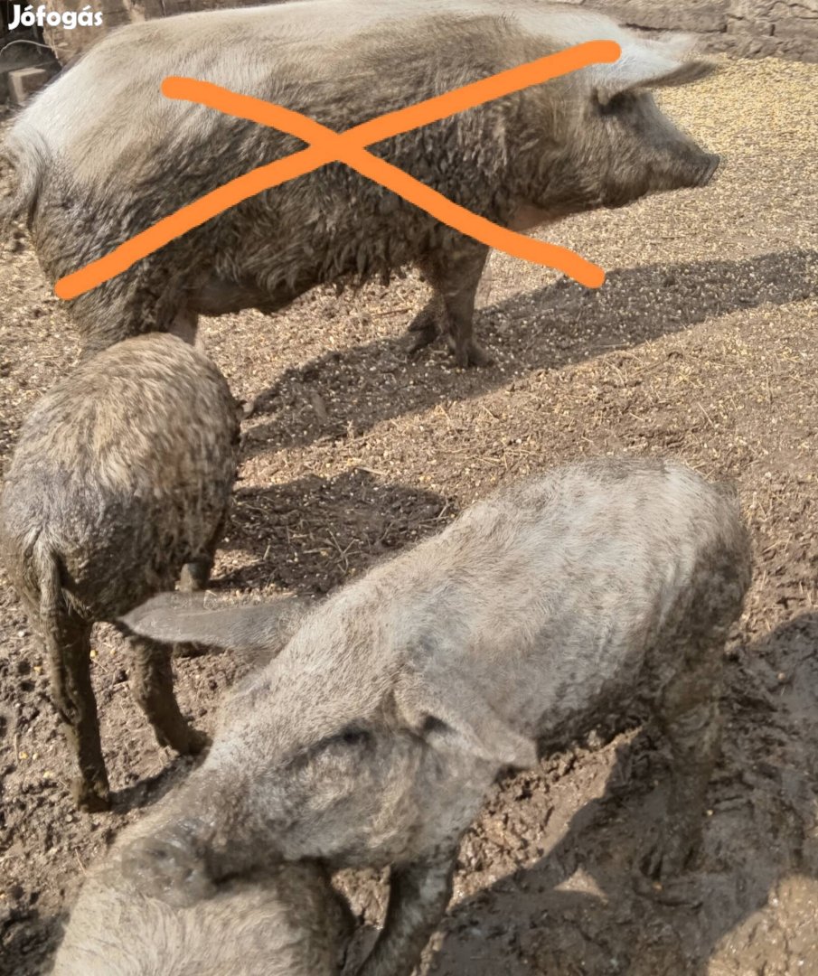 Mangalica süldők eladók