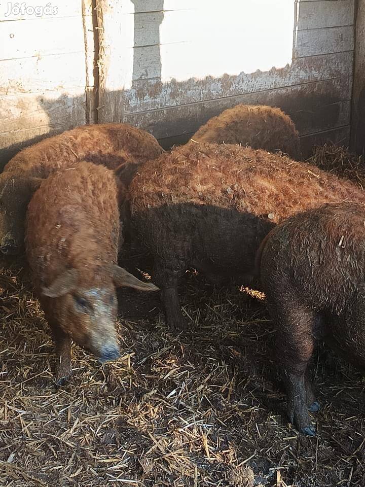 Mangalica süldők eladók