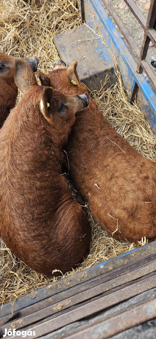 Mangalica süldők eladók 