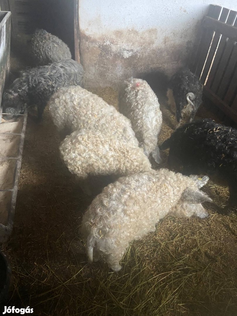 Mangalica süldők eladók! (Koca, ártán vegyesen)