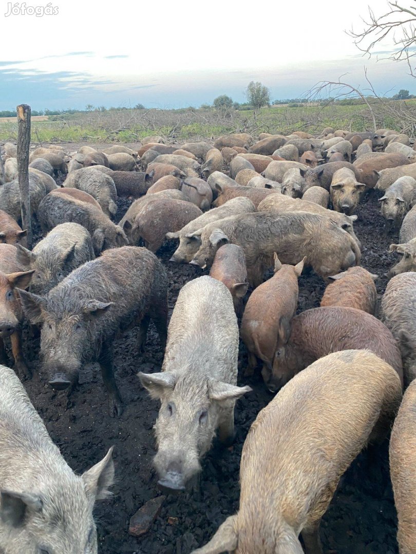 Mangalica süldők és heréletlen kanok eladók