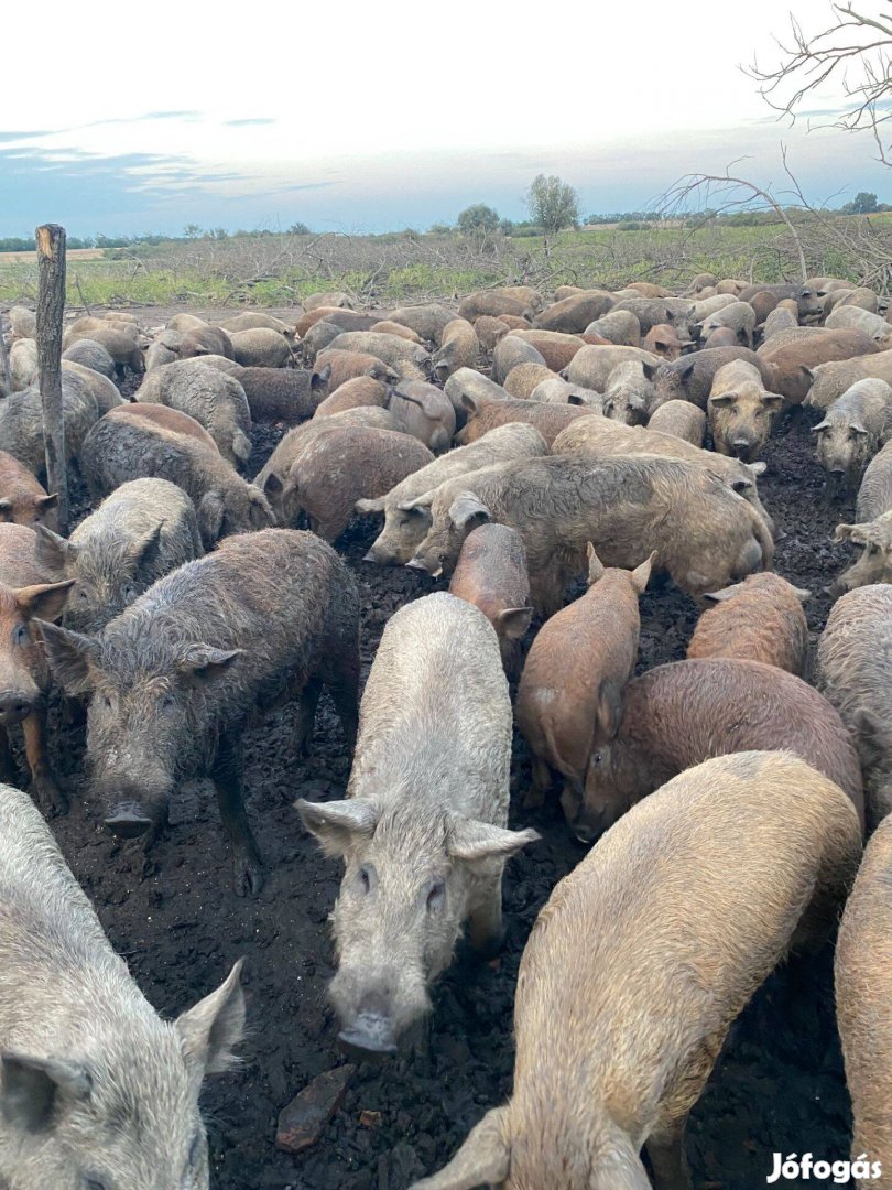 Mangalica süldők és heréletlen kanok eladók