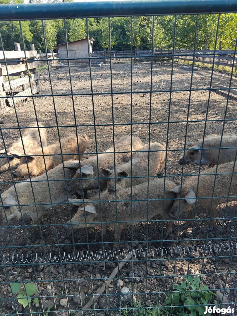 Mangalica süldők költöznének!