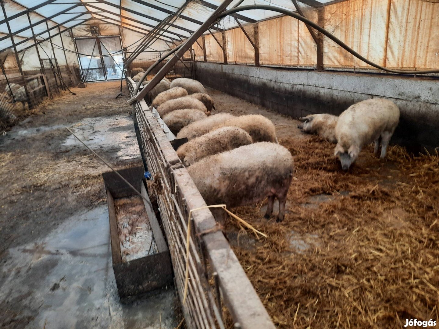 Mangalica szőke eladó!