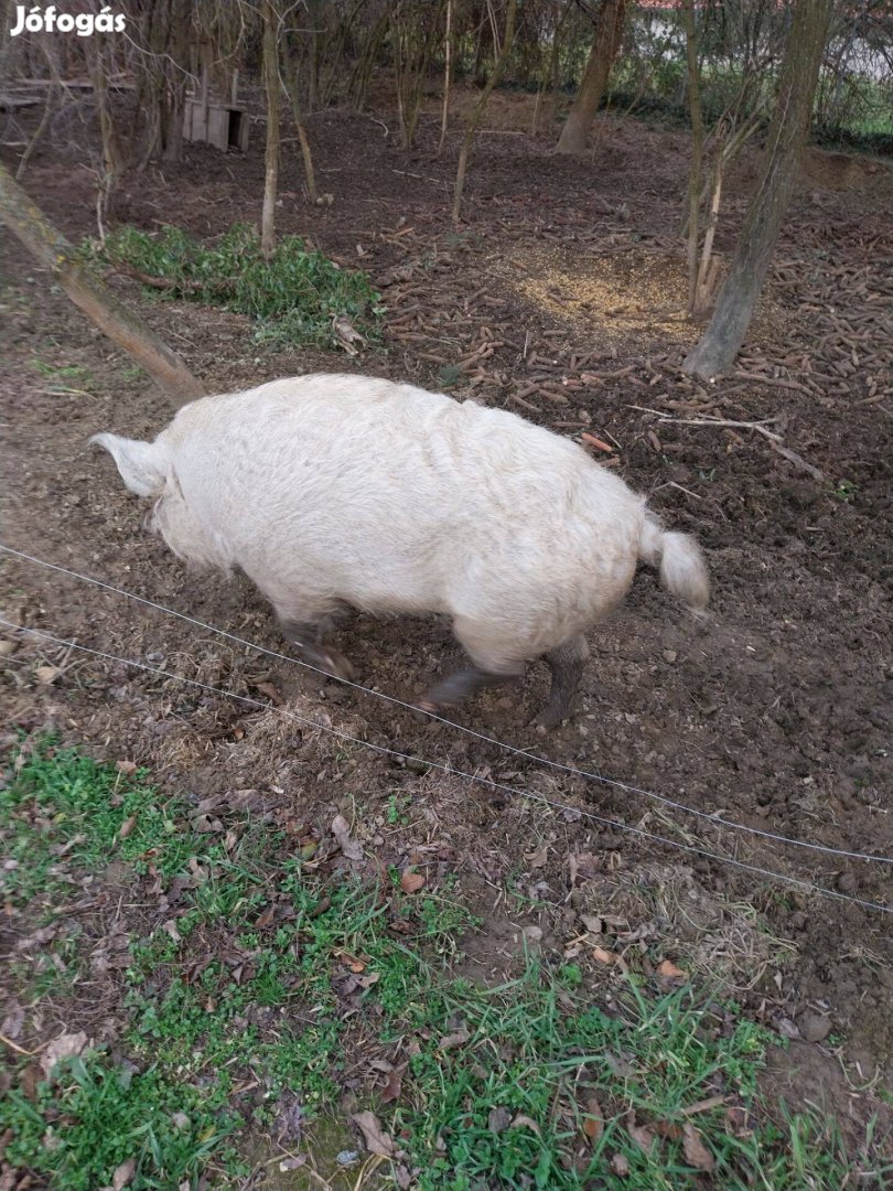 Mangalica-vadisznó keverék eladó