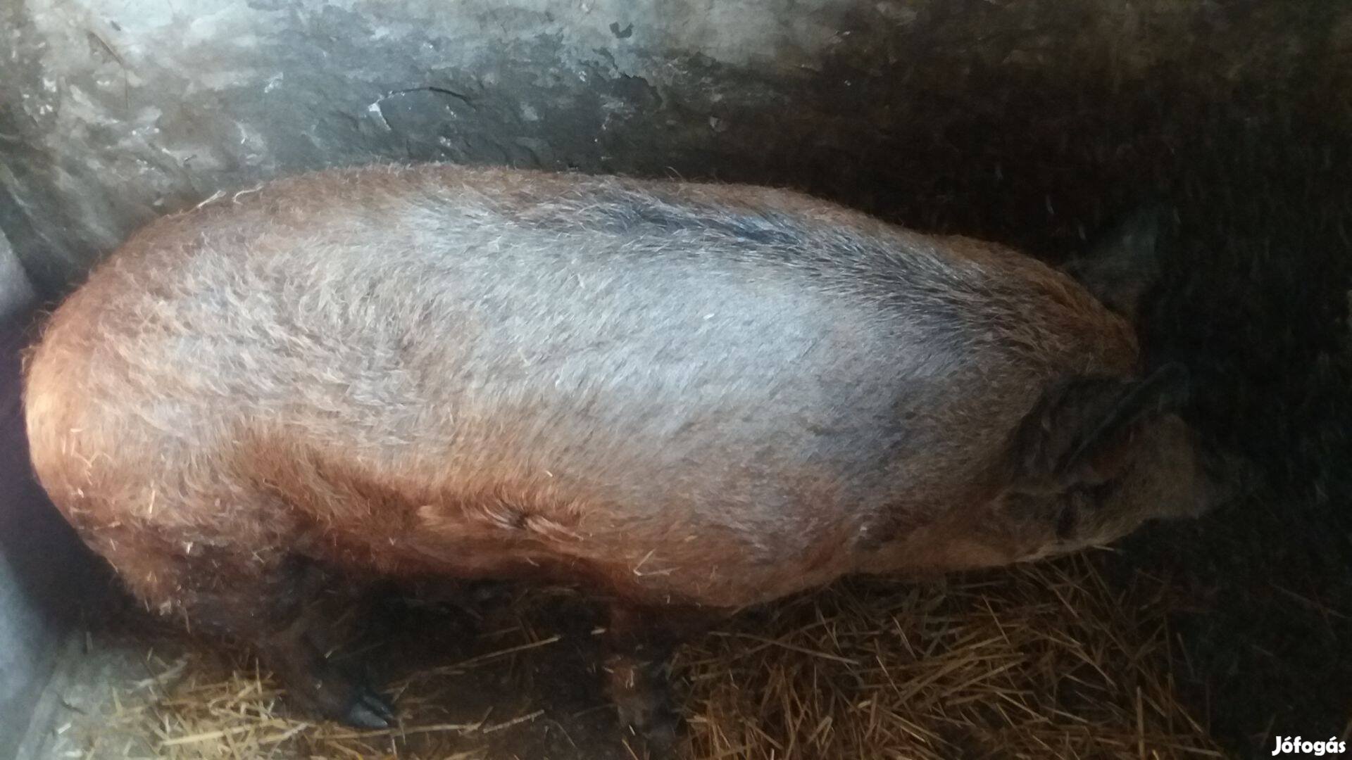 Mangalica vágásra