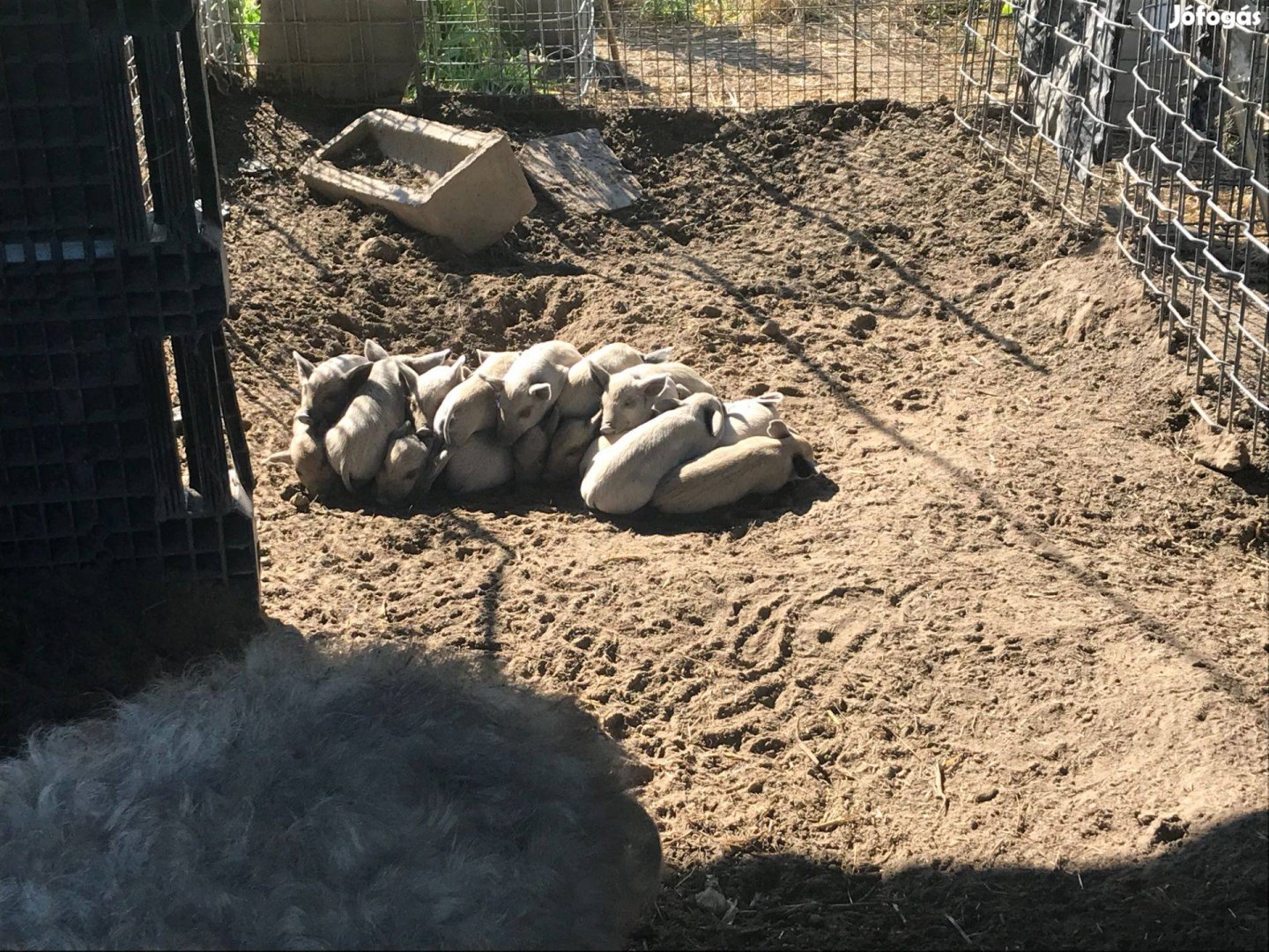 Mangalica választási malac eladó