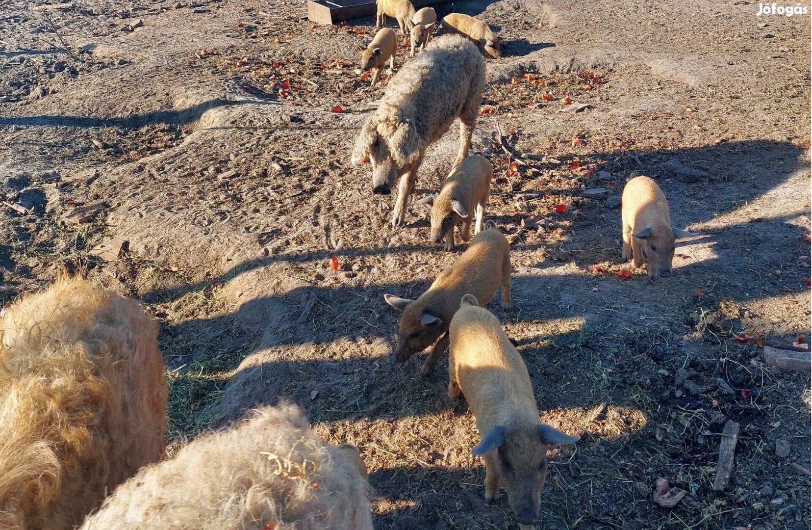 Mangalica választási malacok