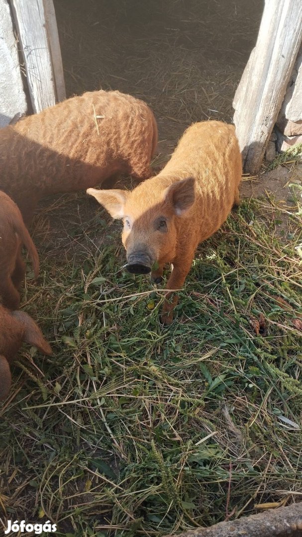 Mangalica választási malacok