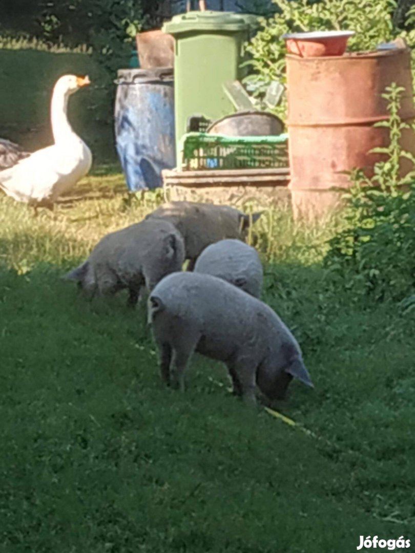 Mangalica választós - választási malacok