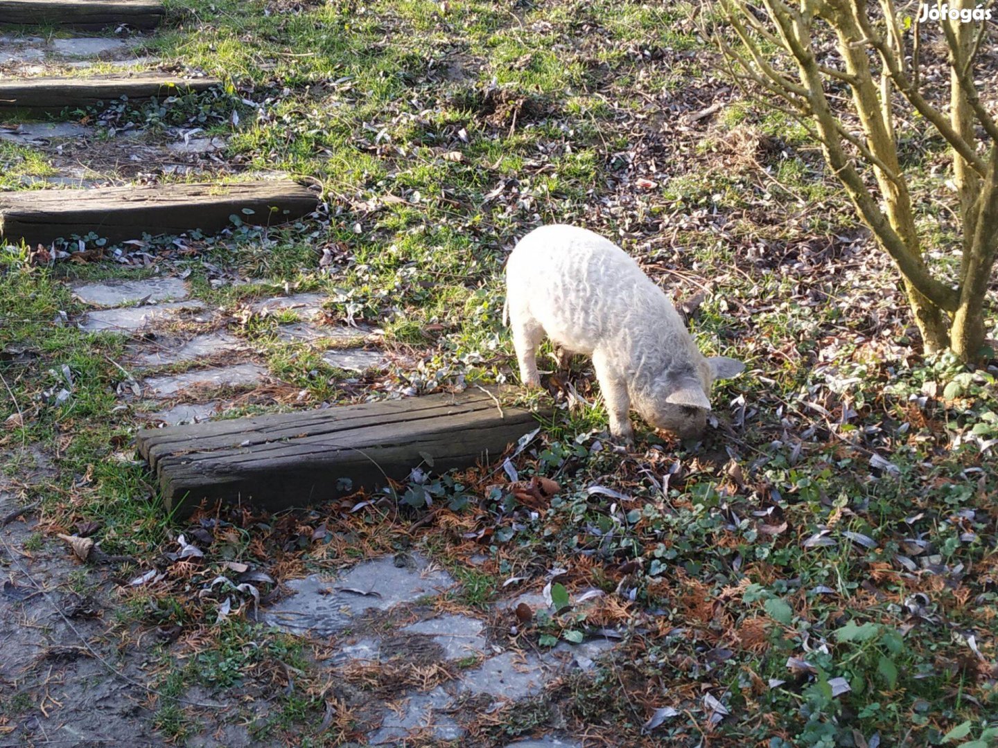 Mangalica választós - választási malacok szabad tartásból